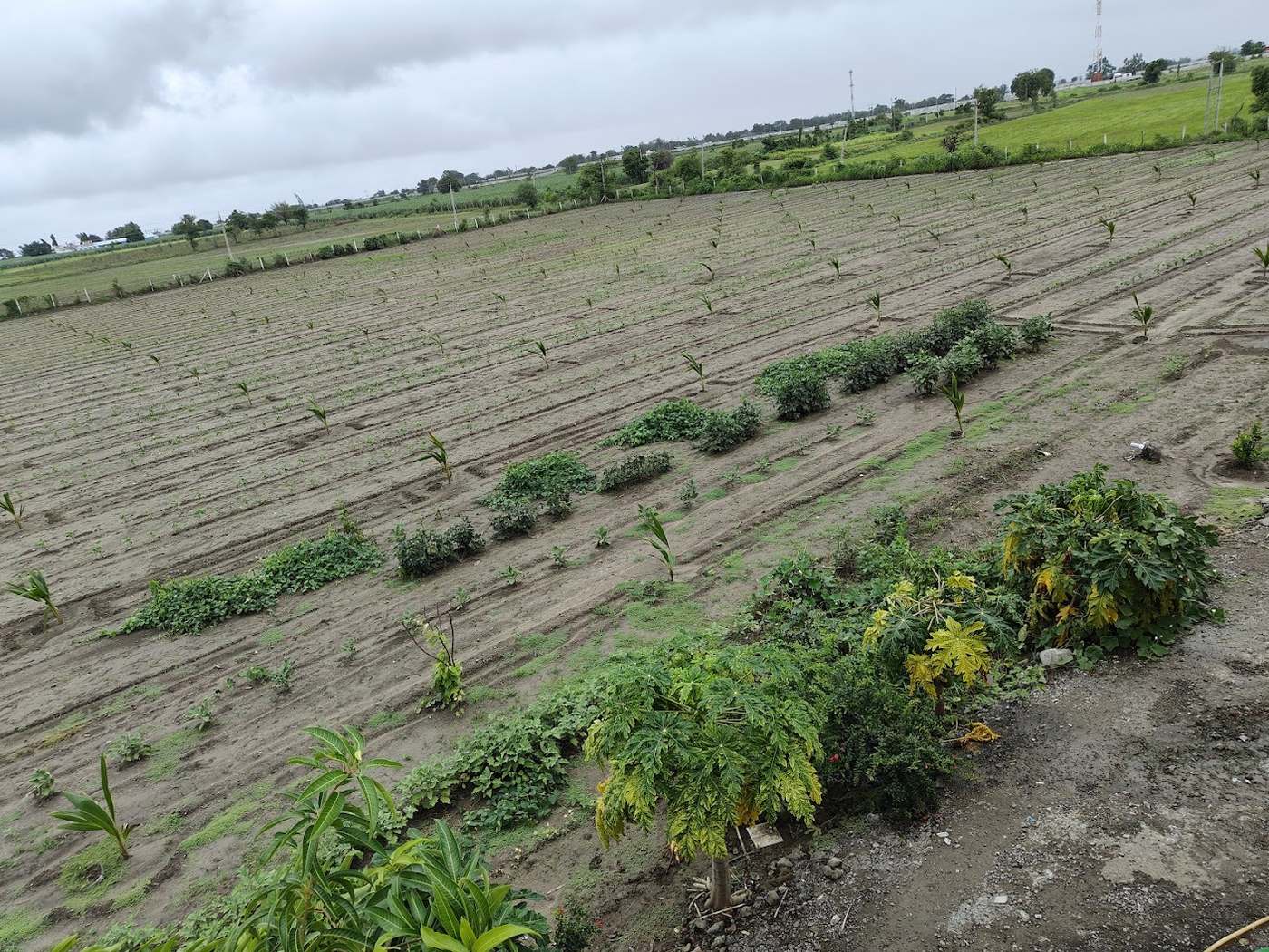 Rows of young coconut palms planted across a wide field at Madhuvan Farm under a monsoon sky.