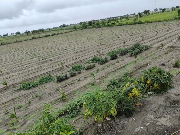 The main field in the monsoon, green with young coconut palms and papaya in the foreground.