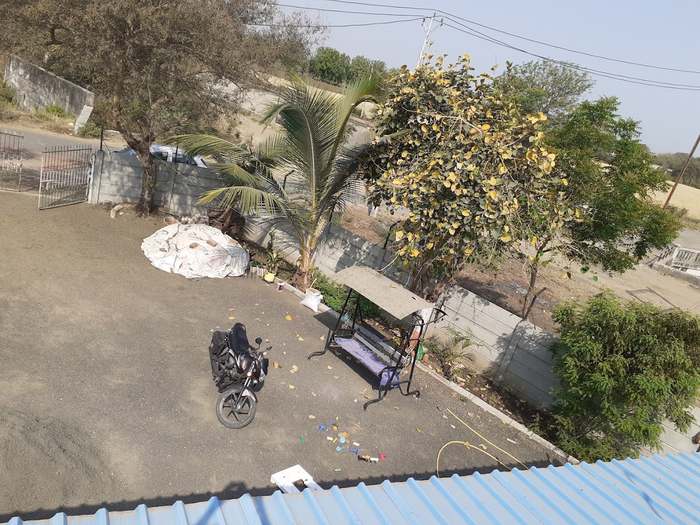 A garden swing under a broad shade tree in the farmyard, next to a coconut palm.