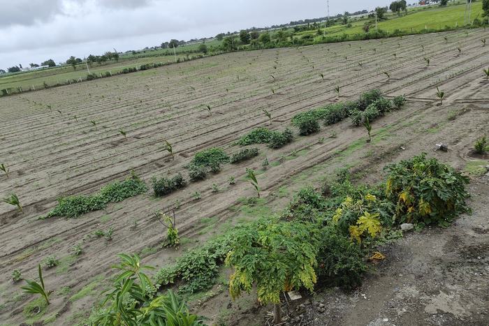 The same field in the dry months, the rows bare and pale with young bushes set along them and the canal bank beyond.