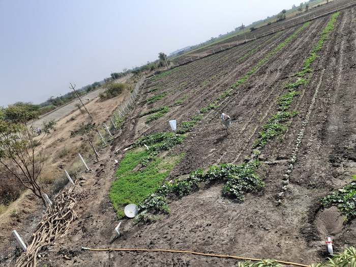 A worker walking the rows with a knapsack sprayer, with the concrete-lined irrigation canal running alongside the field.