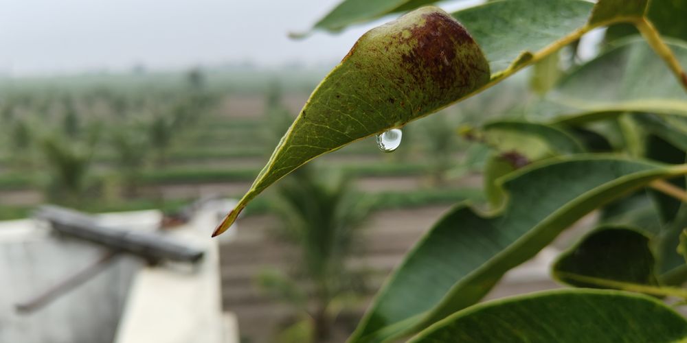 A single raindrop held on the tip of a mango leaf, with the rows of the plantation blurred in the distance behind it.