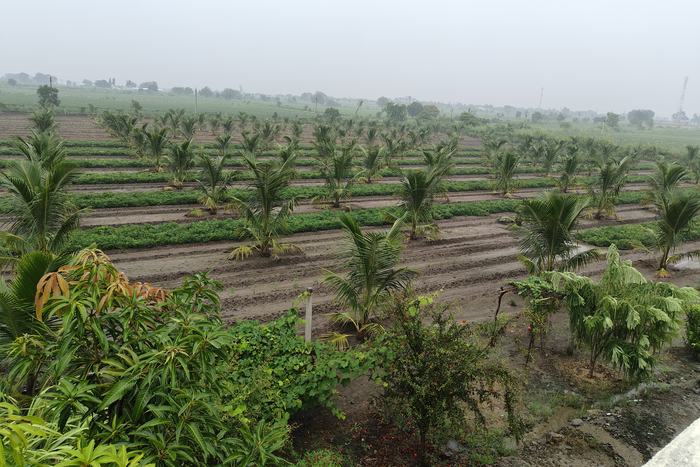 The coconut plantation from height in the monsoon, with mango foliage in the foreground and the rows running to the far tree line.