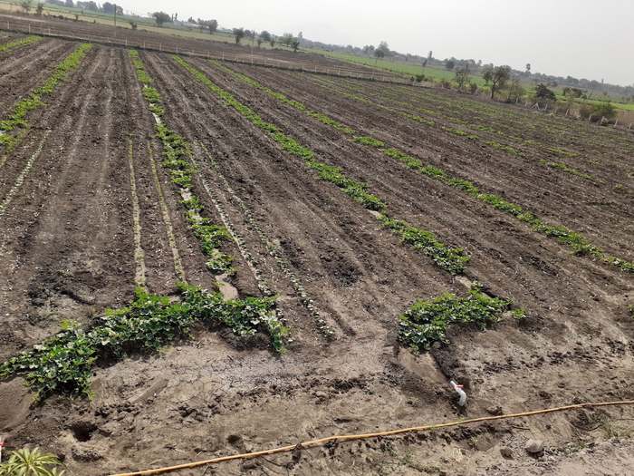Long raised ridge-and-furrow beds with young creeping plants, running away toward the far boundary of the farm.