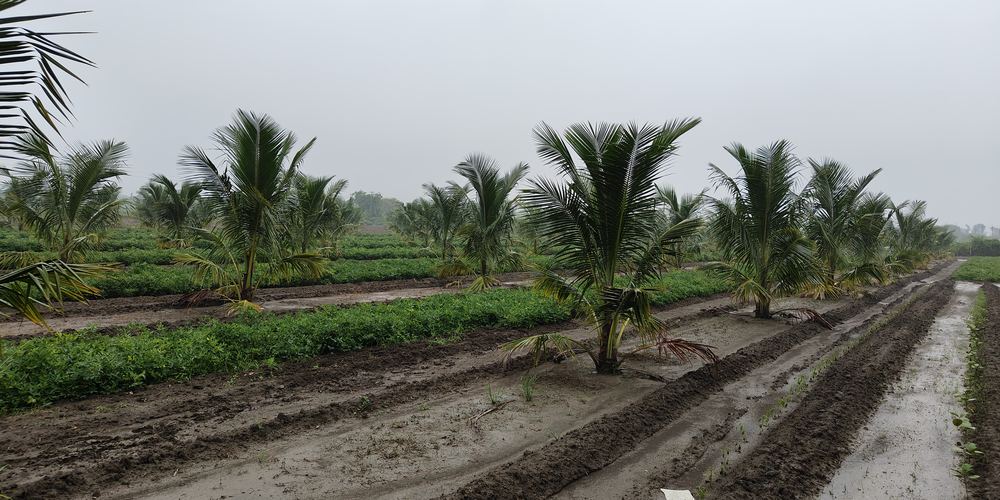 Wet furrows running away between rows of young coconut palms after monsoon rain, the track between the beds still holding water.