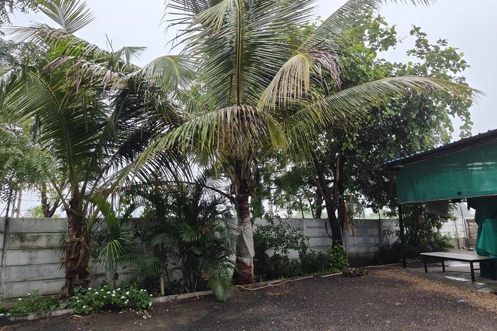 Tall coconut palms over the swept yard beside the house, with the boundary wall behind and a shaded open shed to one side.