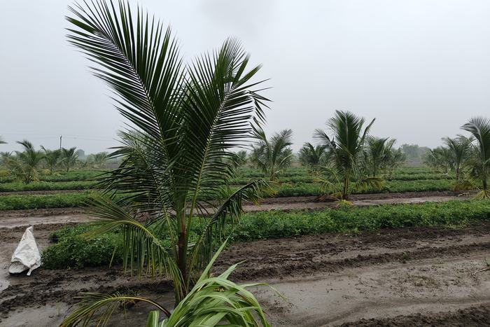 A young coconut palm standing in the wet field after rain, with further rows of palms and green crop behind it.